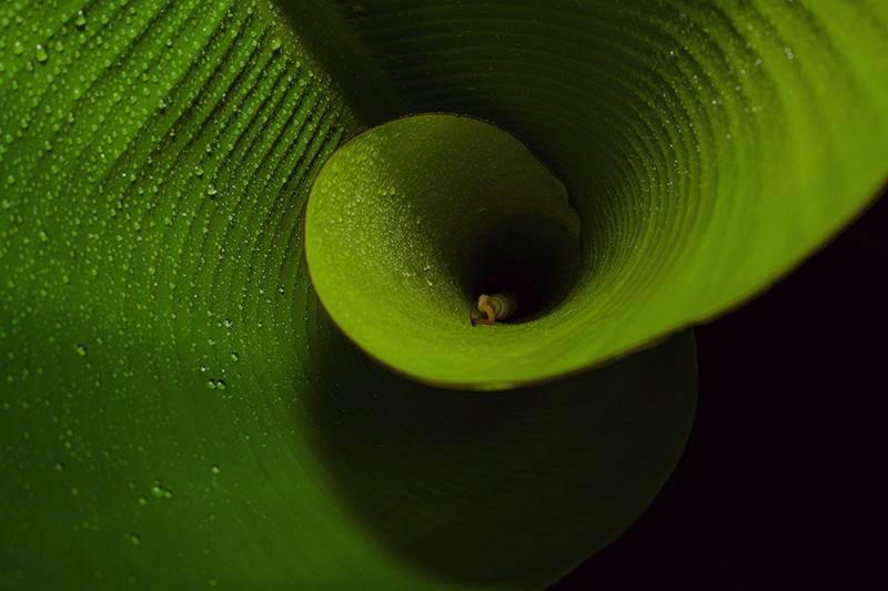 spiral shaped leaf